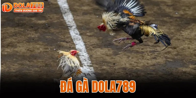 ĐÁ GÀ DOLA789