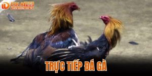 TRỰC TIẾP ĐÁ GÀ