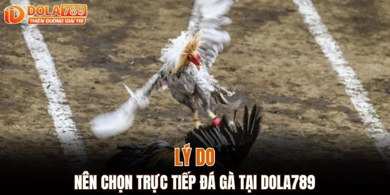 Lý do nên chọn trực tiếp đá gà tại DOLA789