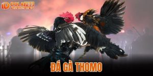 ĐÁ GÀ THOMO