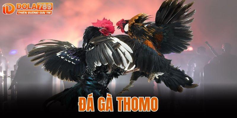 ĐÁ GÀ THOMO