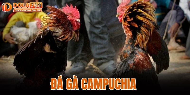 ĐÁ GÀ CAMPUCHIA