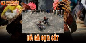 ĐÁ GÀ CỰA SẮT
