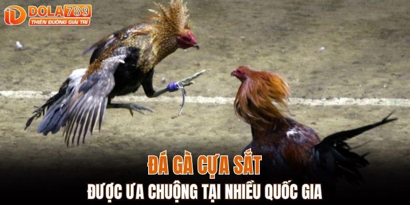 Đá gà cựa sắt được ưa chuộng tại nhiều quốc gia