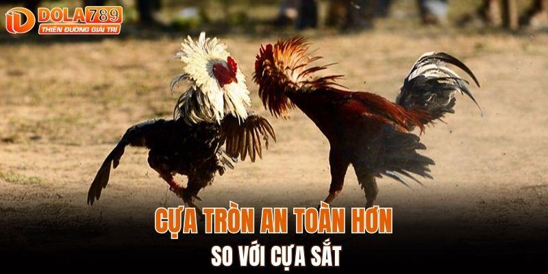 Cựa tròn an toàn hơn so với loại làm bằng sắt