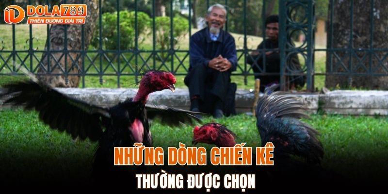 Những dòng chiến kê thường được chọn