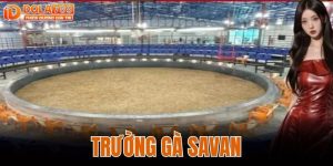 TRƯỜNG GÀ SAVAN