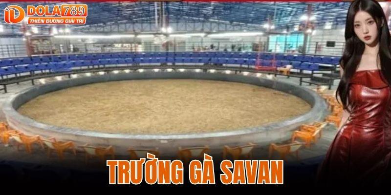 TRƯỜNG GÀ SAVAN