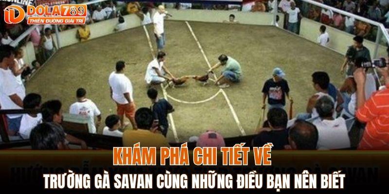 Khám phá chi tiết về trường gà Savan cùng những điều bạn nên biết