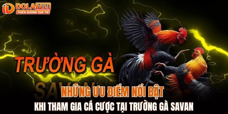 Những ưu điểm nổi bật khi tham gia cá cược tại trường gà Savan