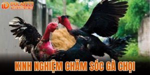 KINH NGHIỆM CHĂM SÓC GÀ CHỌI