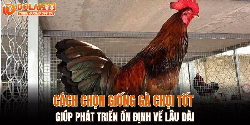 Cách chọn giống gà chọi tốt giúp phát triển ổn định về lâu dài