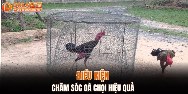 Điều kiện chăm sóc gà chọi hiệu quả