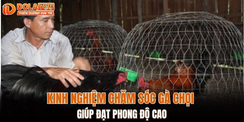Kinh nghiệm chăm sóc gà chọi giúp đạt phong độ cao
