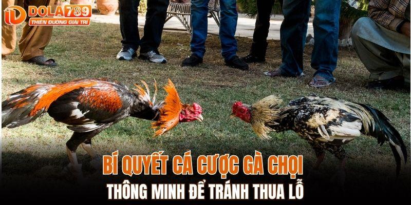 Bí quyết cá cược gà chọi thông minh để tránh thua lỗ