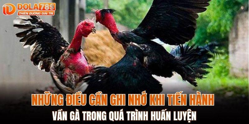 Những điều cần ghi nhớ khi tiến hành vần gà trong quá trình huấn luyện